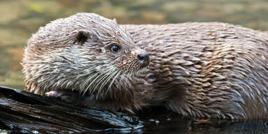 Fischotter zum Abschuss freigegeben