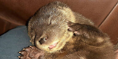 Piepsen führte zu »Bernie«