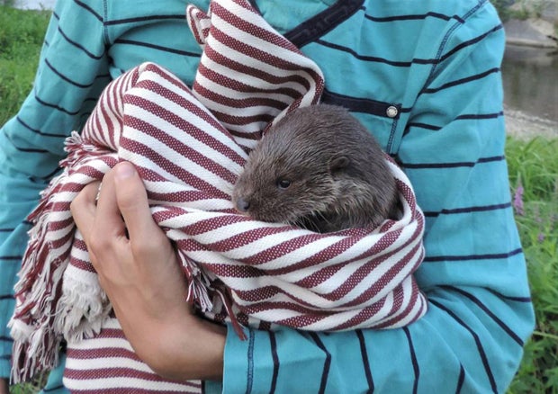 Anrainer hörten Weinen: Otterbabys in Neutal gerettet
