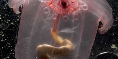 Horrorwesen aus der Tiefsee