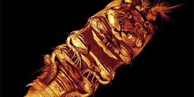 Horrorwesen aus der Tiefsee