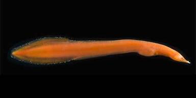 Horrorwesen aus der Tiefsee