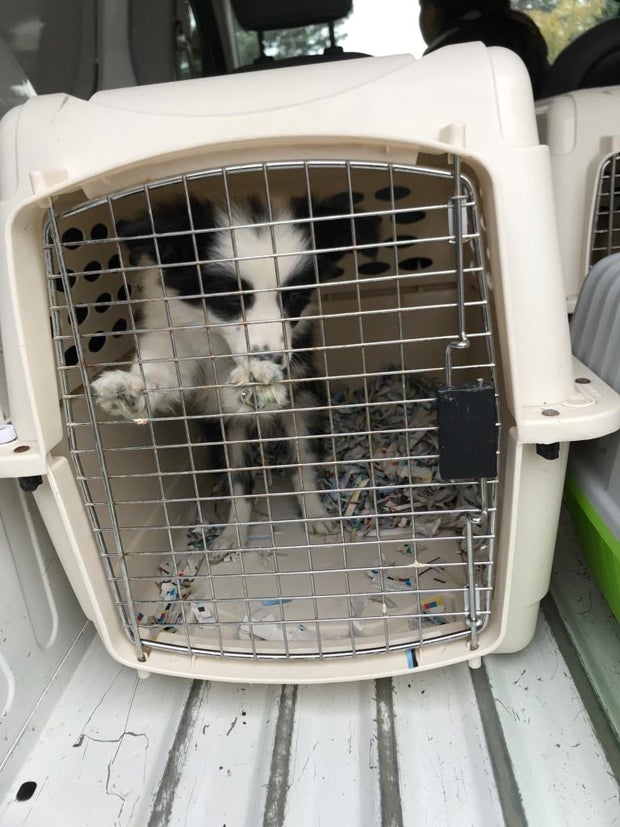 Hundewelpen in Kleintransporter gefunden