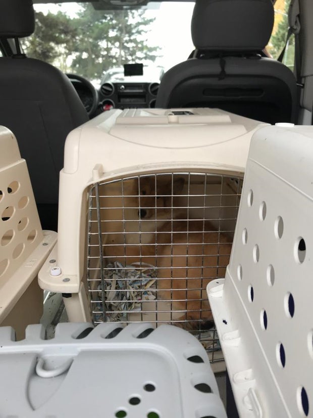 Hundewelpen in Kleintransporter gefunden