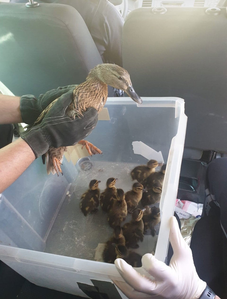 Wiener Polizei rettete herumirrende Entenfamilie