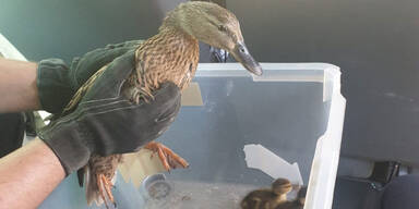 Wiener Polizei rettete herumirrende Entenfamilie