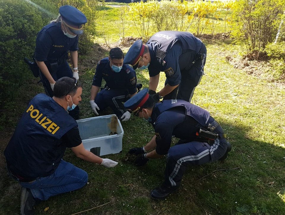 Wiener Polizei rettete herumirrende Entenfamilie