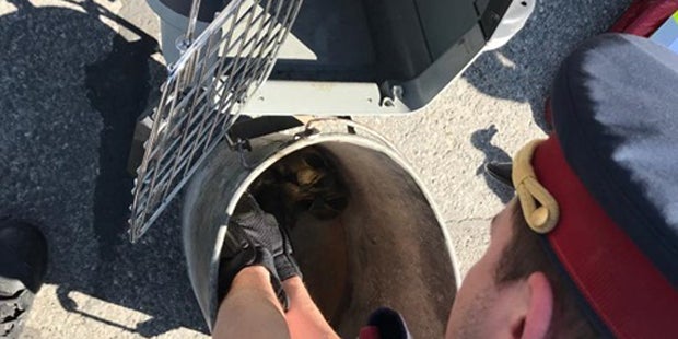 Entenküken Favoriten Wien