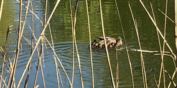 Entenküken Favoriten Wien