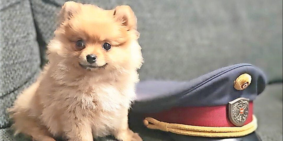 Polizei Welpen Spitz Polizei Wien
