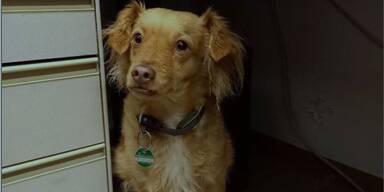 Drama um Luzy: H&uuml;ndin von Gleisen gerettet