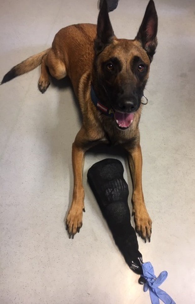 Polizeihund 'Yankee' überführte Drogendealer