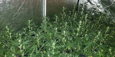 Hanfplantage Meidling