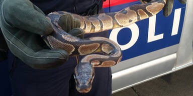 Mann spaziert mit K&ouml;nigspython durch Wien