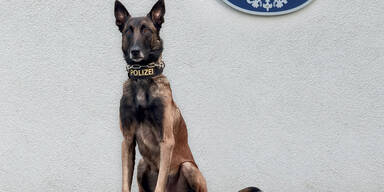 Polizeihund "Chase" stellte Einbrecher