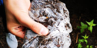 Mutma&szlig;liche Diebe vergruben Handys im Wiener Antonspark