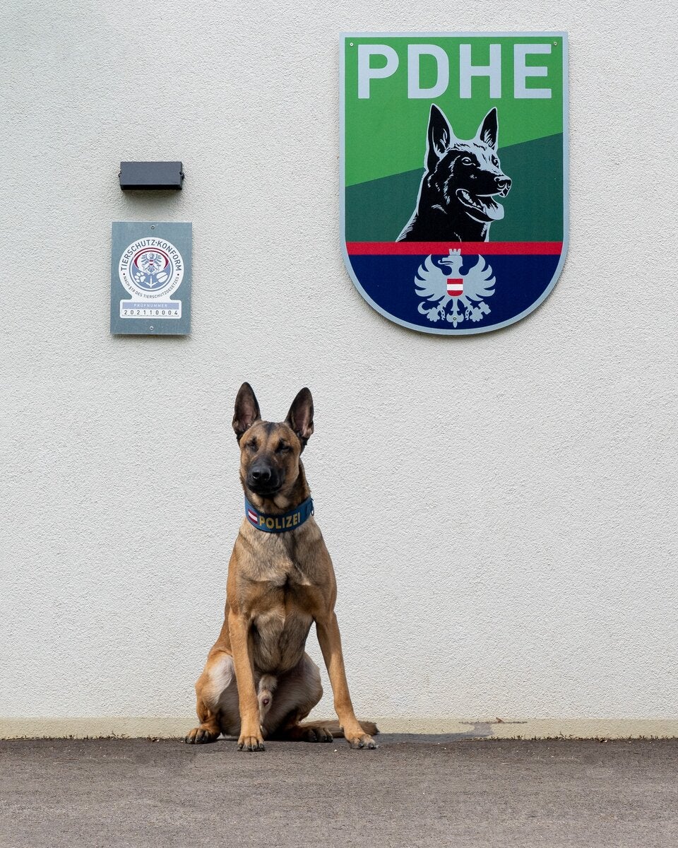 Polizeihund stöberte Einbrecher in Wiener City-Kanzlei auf