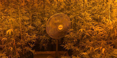 Hanfplantage mit 624 Pflanzen sichergestellt