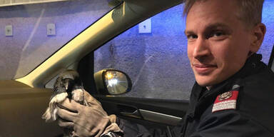 Kr&auml;he von A23 gerettet