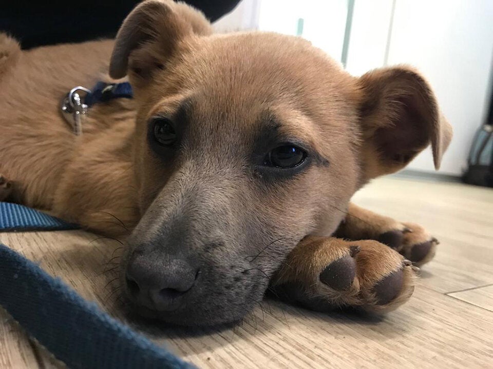 Illegaler Welpenhandel in Wien aufgeflogen