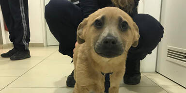 Illegaler Welpenhandel in Wien aufgeflogen