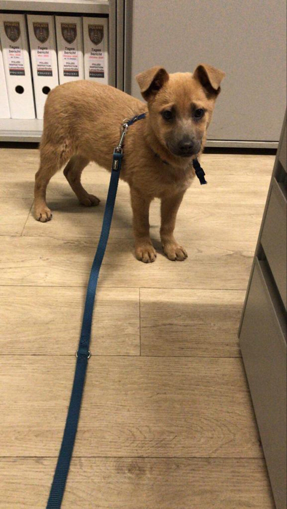 Illegaler Welpenhandel in Wien aufgeflogen