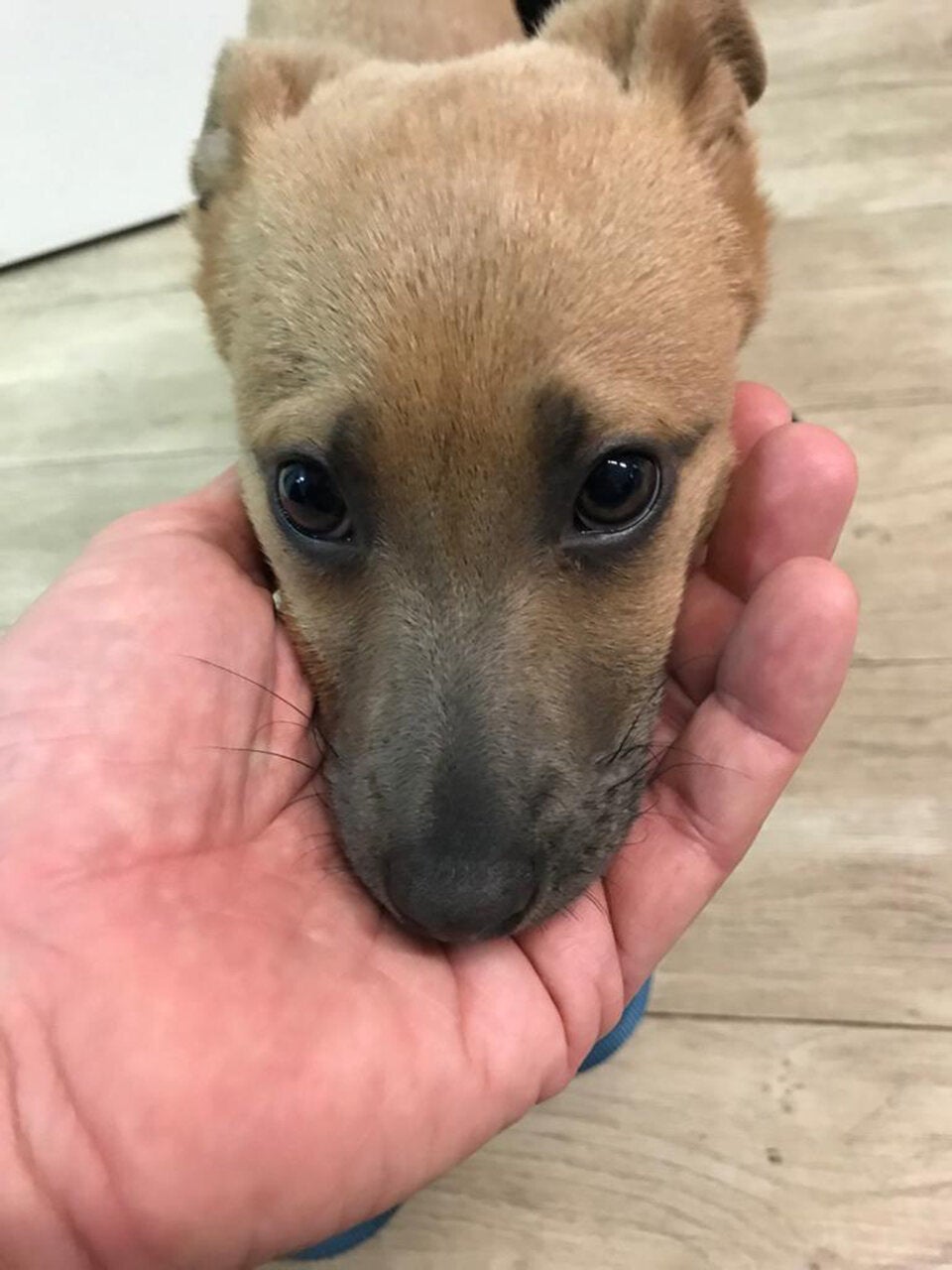 Illegaler Welpenhandel in Wien aufgeflogen