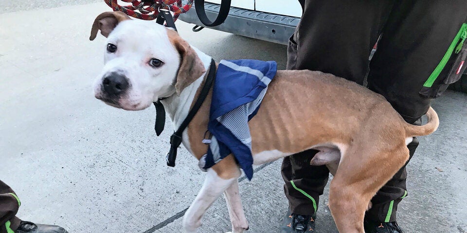 Hunde hungerten in Drogenbunker