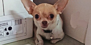 Chihuahua Wien Polizei