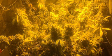 Marihuana Wien Rudolfsheim