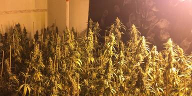 Drogen-Plantage in Wiener Lagerhallen entdeckt