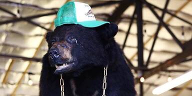 ''Pablo Escobear'': Die wilde Geschichte des Kokainb&auml;ren