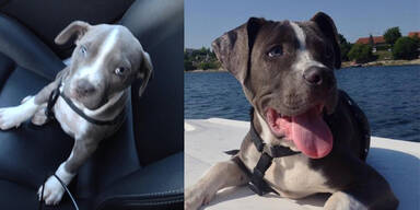 Lenker rammt Welpen und begeht Fahrerflucht