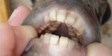 Horror-Fisch hat menschliches Gebiss