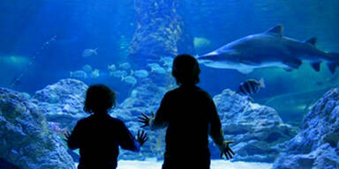 palmaaquarium
