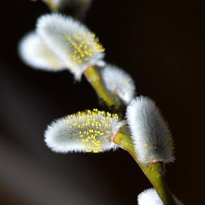 Österreich erblüht