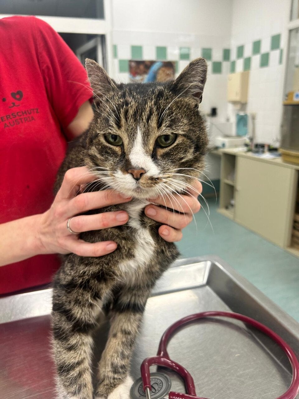 Dank Tierschutz Austria fand der vermisste Kater Pancho den Weg zurück in die Arme seiner Familie. 