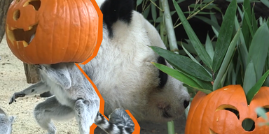 panda aapje halloween.png