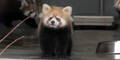 Roter Panda