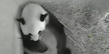 Wie soll der neue Panda heißen?