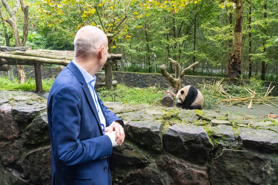 Neues Schönbrunner Panda-Pärchen im ersten Halbjahr 2025 erwartet