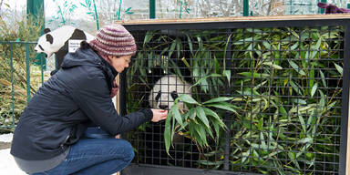 Panda-Zwillinge verlassen &Ouml;sterreich
