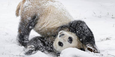 Sch&ouml;nbrunner Pandas toben im Schnee