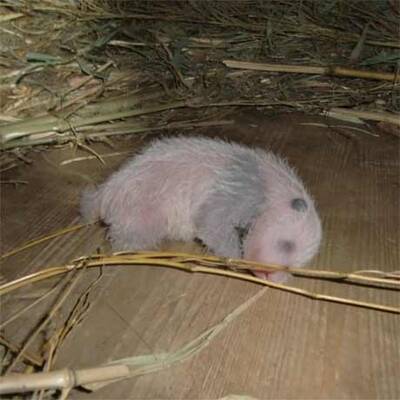 So süß ist das neue Panda-Baby