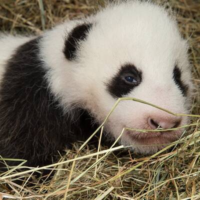 So süß ist das Pandababy. Es hat noch keinen Namen.