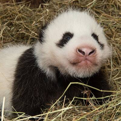So süß ist das Pandababy. Es hat noch keinen Namen.