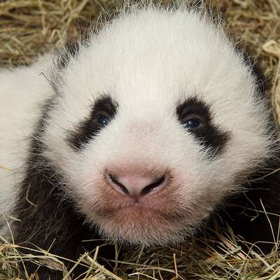 So süß ist das Pandababy. Es hat noch keinen Namen.