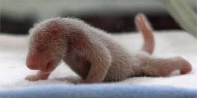 Panda-Zwillinge beglücken China