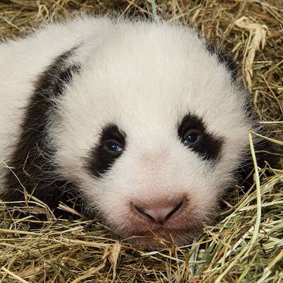 So süß ist das Pandababy. Es hat noch keinen Namen.