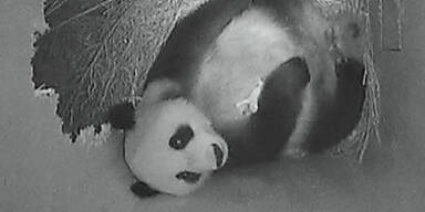 panda_baby_440x220